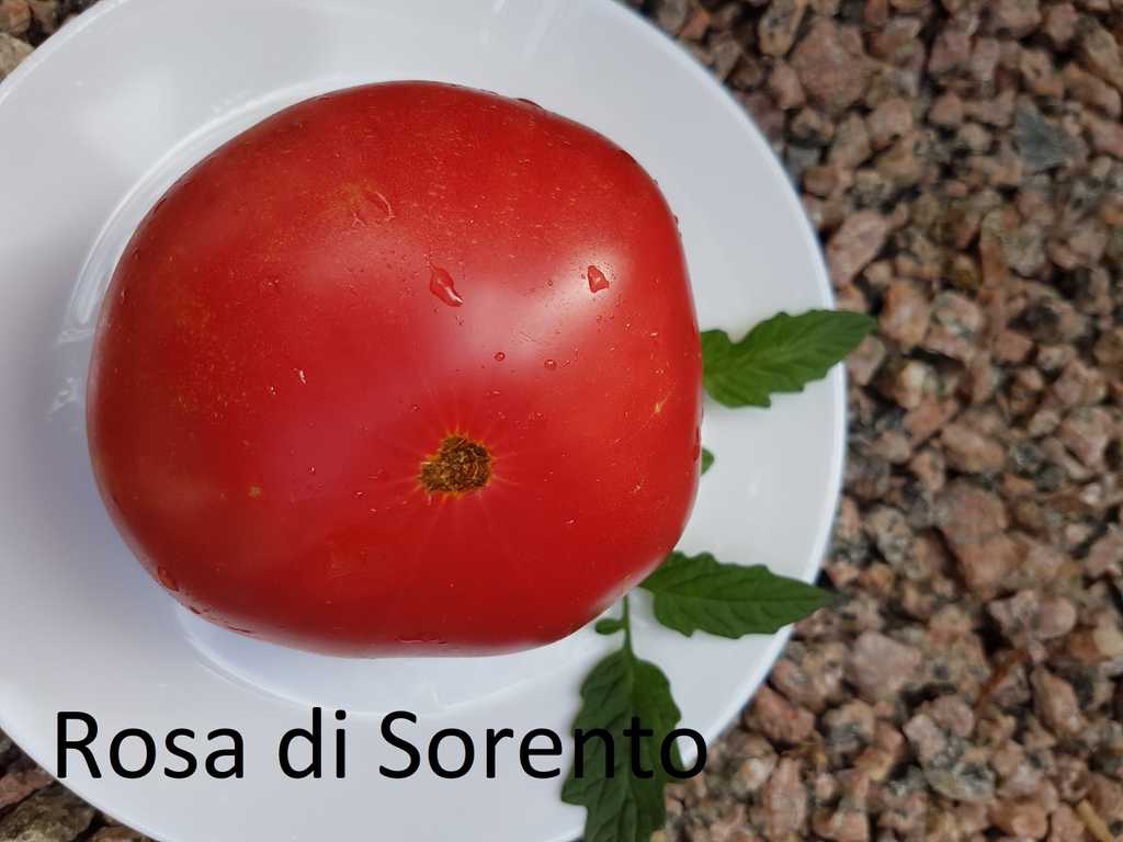 Rosa di Sorento